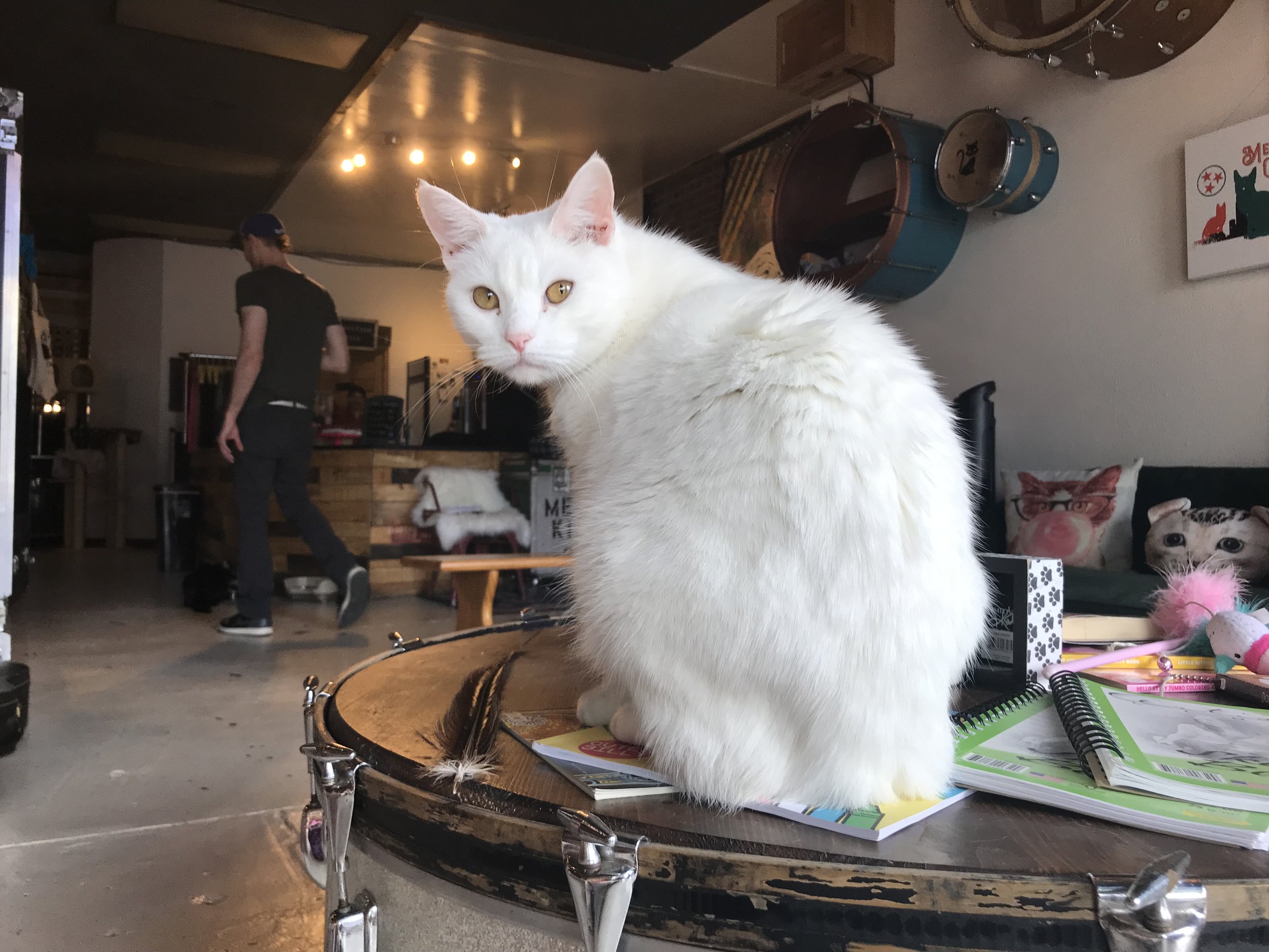 Mewsic Kitty Cafe — The Neighbor's Cat